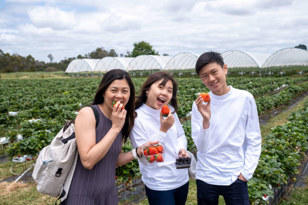 Strawberry picking in strawberry field and farm at Tasmania, Australia.